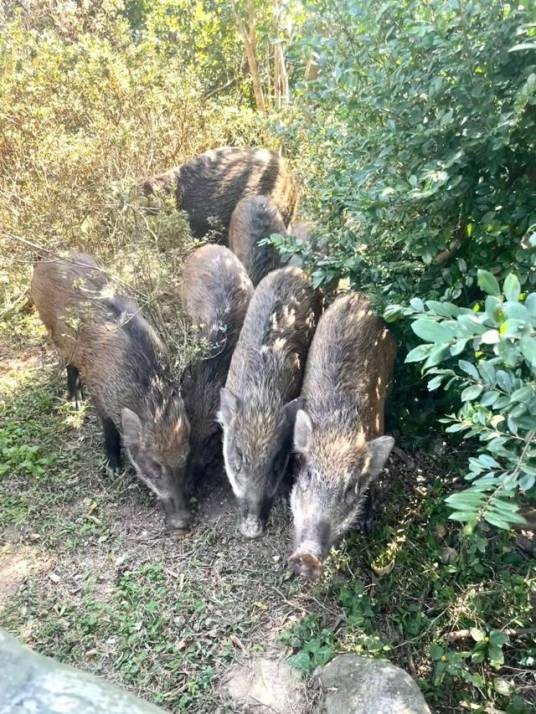 梧桐山网红野猪