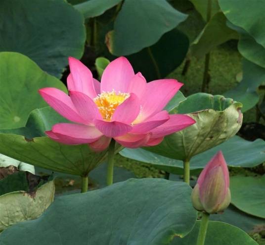 圆明园古莲
