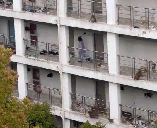 2024年野猴闯入苏州高校宿舍事件