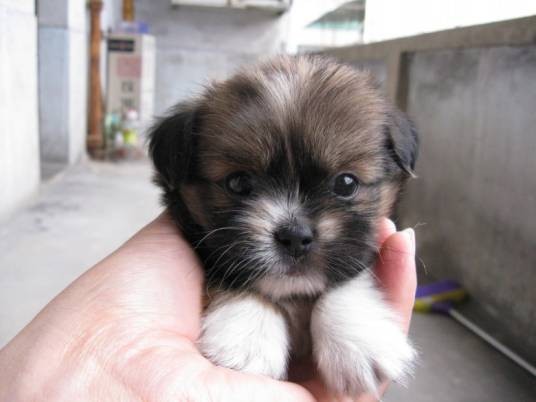 珍珠犬