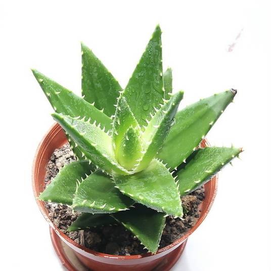 芦荟（阿福花科芦荟属植物）