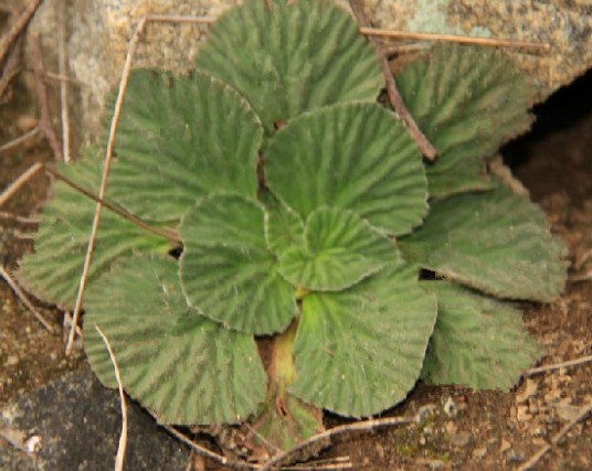石胆草