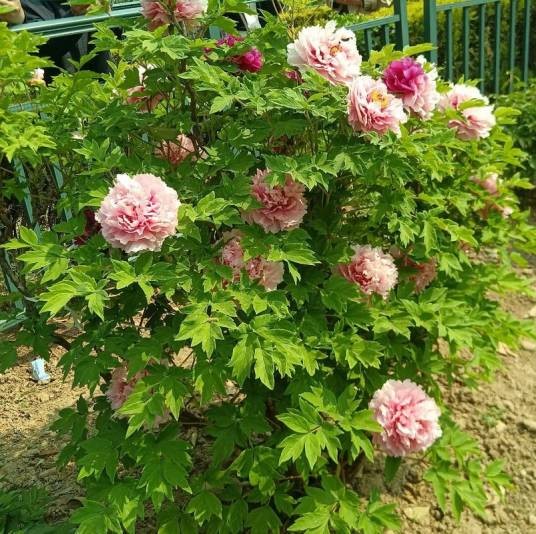 菏泽牡丹（山东省菏泽市栽培的牡丹）