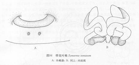 带花叶蛛