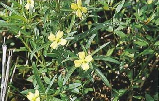 水丁香(桃金娘目柳叶菜科植物)