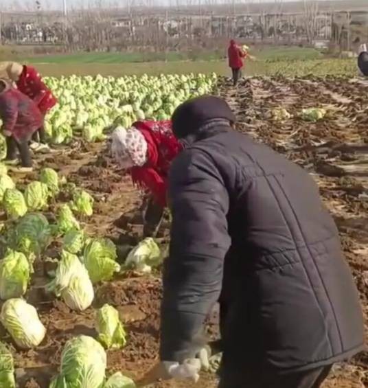 2024年邳州大白菜事件