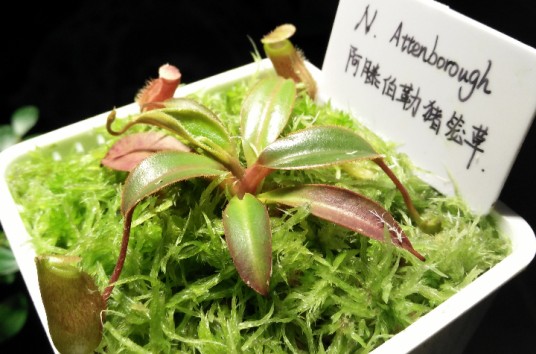 阿滕伯勒猪笼草