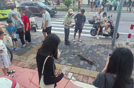 7·18中山出现巨蜥标本事件