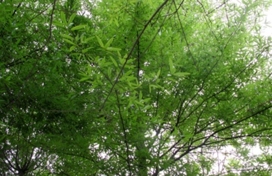 柳叶栎