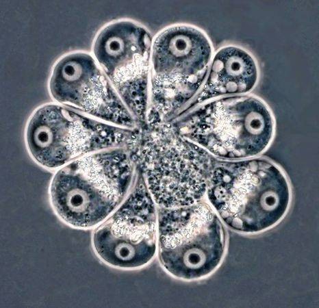 单细胞微生物