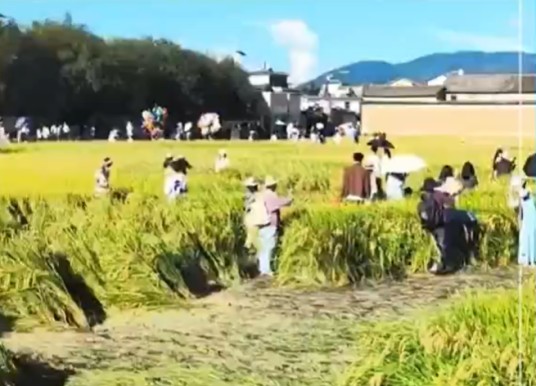 10·7大理稻田遭游客踩踏事件