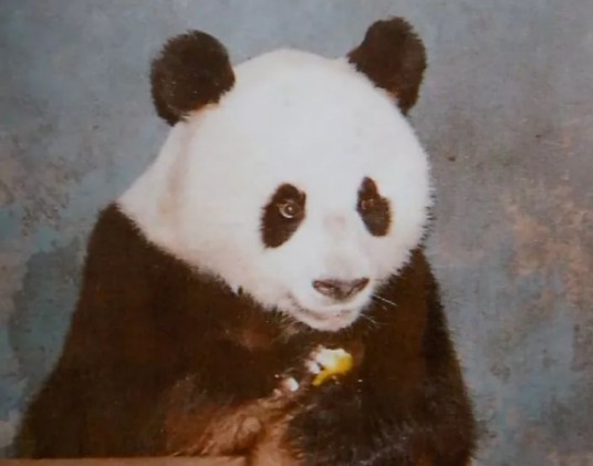 大熊猫美美（1972年出生在四川省大凉山美姑县野外的大熊猫）