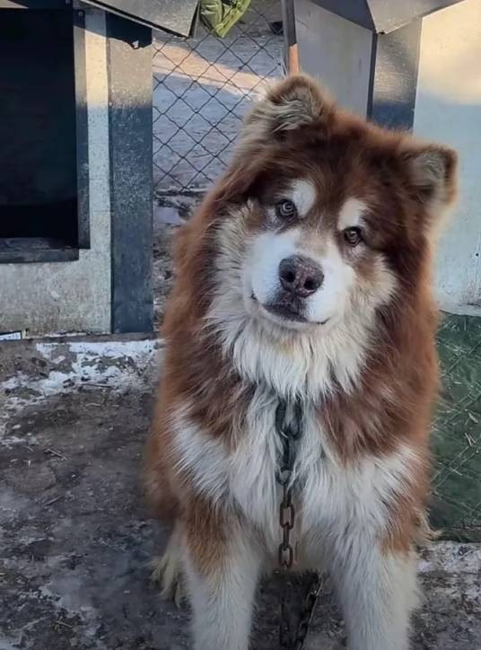 艾特（网红阿拉斯加雪橇犬）