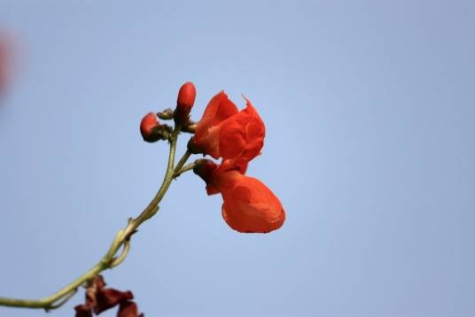 赤花蔓豆