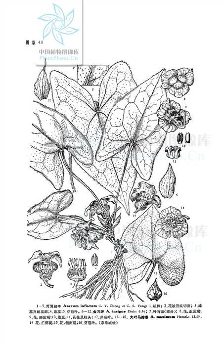 苕叶细辛（马兜铃科细辛属植物）
