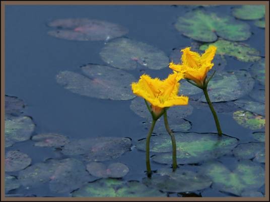 菱花（柳叶菜科菱属植物菱的花）