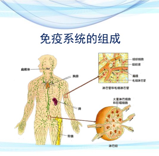 免疫网络