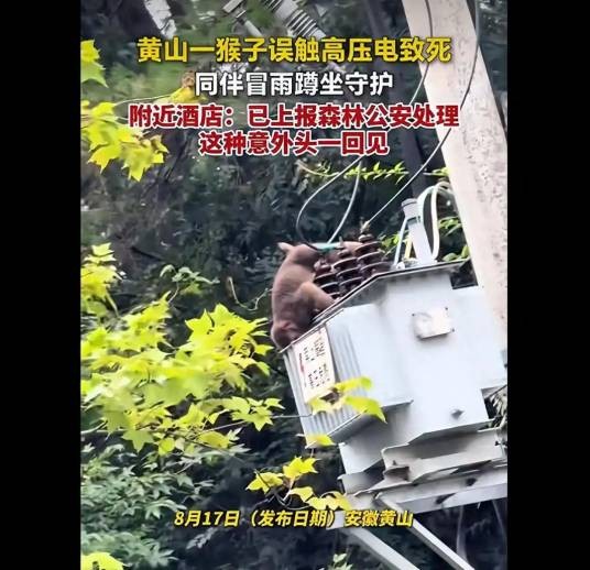 8·15黄山猴子误触高压电死亡事件