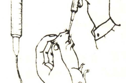 灌胃
