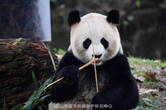 大熊猫禄禄
