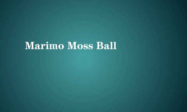 Marimo Moss Ball