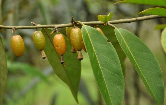 蔓胡颓子（中药）