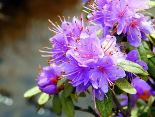 紫花杜鹃（中药）