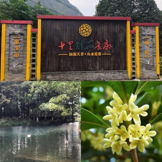 十里桂花长廊