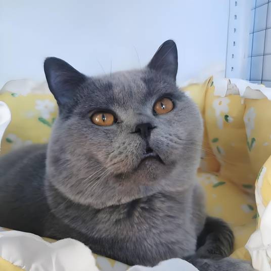 奶茶狗蛋小猫咪