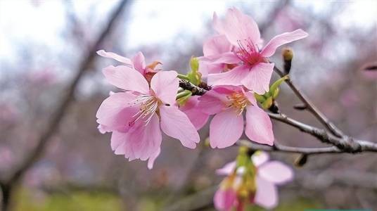 第三届南沙樱花节