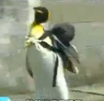 企鹅拉拉