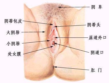 萎缩型外阴白斑