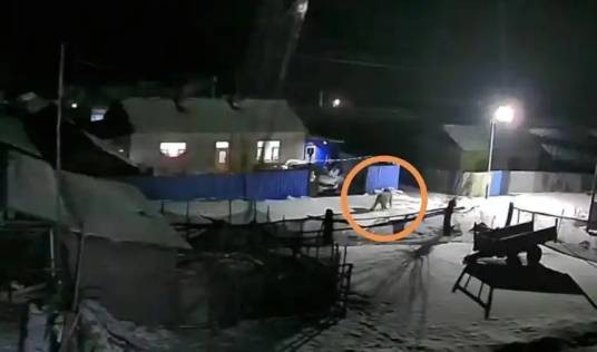 2·4东北虎闯入牡丹江村落事件