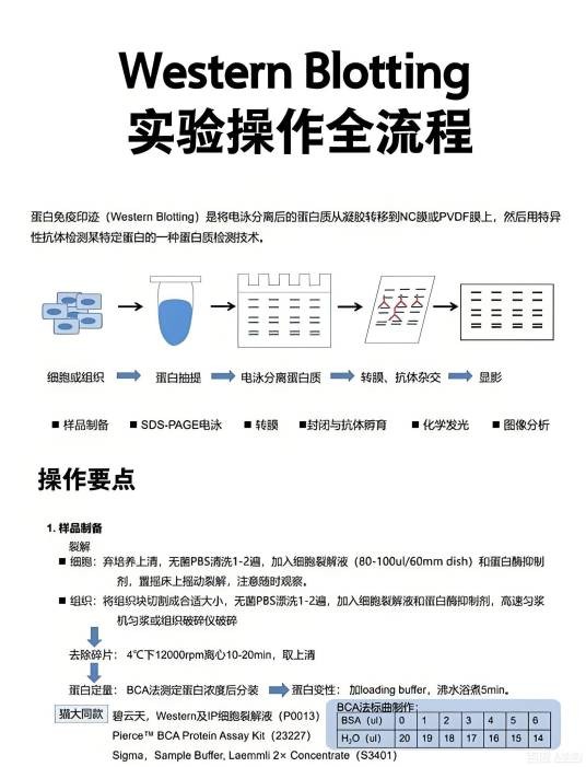 western印迹法