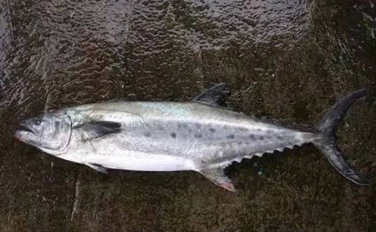 中华马加鰆