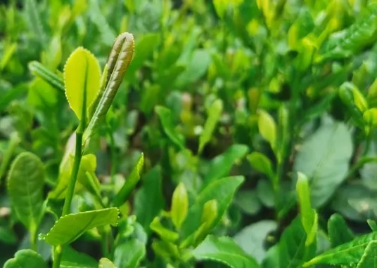刀楼寨白茶