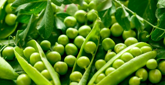 豌豆（豆科豌豆属的一种植物）