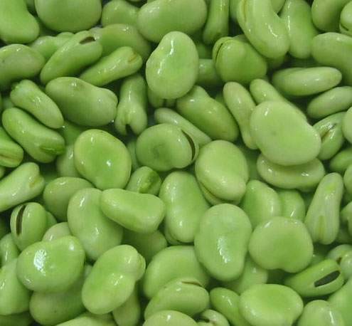 蚕豆（豆科野豌豆属植物）