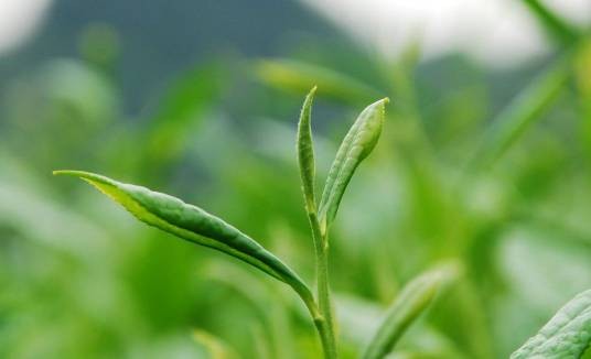 茶文化（饮茶活动过程中形成的文化特征）
