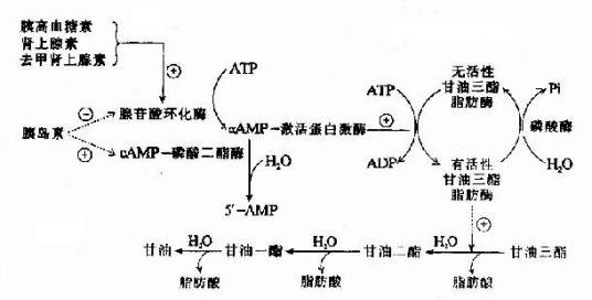 甘油三酯偏高
