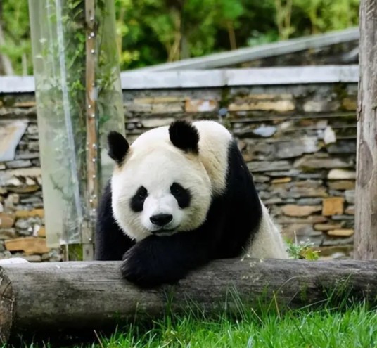 大熊猫晴晴