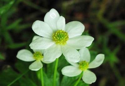 银莲花（毛茛科银莲花属植物）
