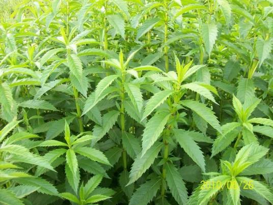 地笋(唇形科地笋属植物)