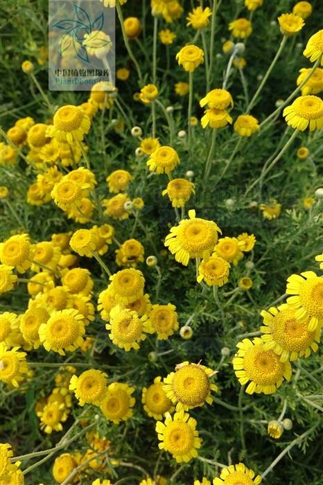 小黄菊