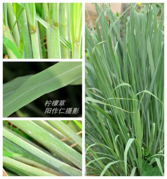 柠檬草