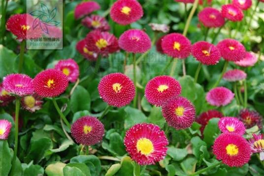 雏菊（菊科雏菊属植物）