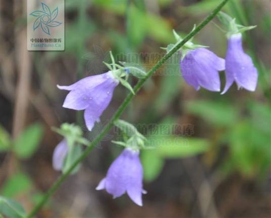 沙参（桔梗科沙参属植物）