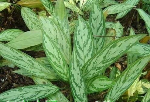 银皇后（天南星科广东万年青属植物）