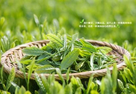 白茶（茶叶类别）