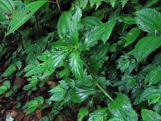 灵香草（报春花科珍珠菜属植物）